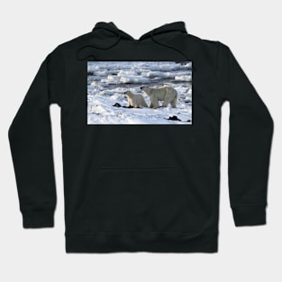 Polar Bear & Cub Tasting the Air, Churchill, Canada Hoodie